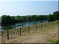 Vineyard and lake at Painshill Park