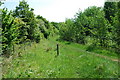 Trees and path in Bonc yr Hafod