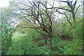 Woodland by the Downs Link , edge of Cranleigh