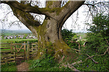 SD5169 : Old ash tree by Ian Taylor