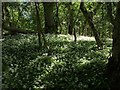 Ramsons, Round Wood