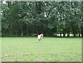 Horse in Field - Horam