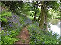 Bluebells at riverbank, Campsie