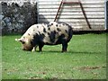 Kune Kune Pig, West Overton