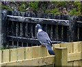 A Wood Pigeon at Lossiemouth