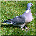 A Wood Pigeon at Lossiemouth