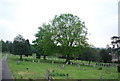 TQ5947 : Trees in Tonbridge Cemetery by N Chadwick