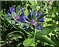 Cornflower blooms by Watling Street