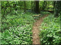 Wild garlic and bluebells, Barn Moor Wood