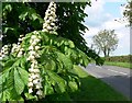 Horse Chestnut blossom