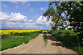 Farm track beside field of rape - Scredington