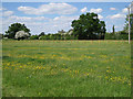 Buttercups in lines