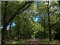 Norfolk Park, Sheffield. The Oak Avenue beyond Granville Road Gates