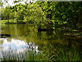 Pond, Lodge Inclosure