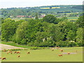 SU7842 : Cattle Grazing by Catham Copse by Colin Smith