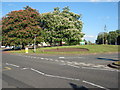 Trees on the roundabout on London Road