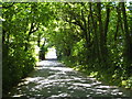 A shady lane at Mingoose