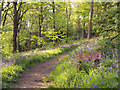 Spring Wood Wellie Walk