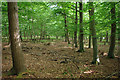 Beech plantation near Poling Corner