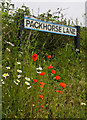 Packhorse Lane