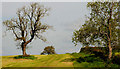 Field and trees near Loughbrickland