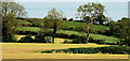 Drumlins near Loughbrickland (1)