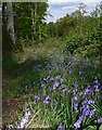 Bluebells in the Out Woods