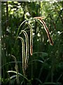 Sedge near East Well