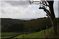 Welsh Blacks near Tal-y-Bont