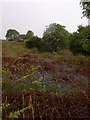 Bluebells, bracken and blossom