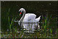TL2066 : Mute Swan - Stirtloe by Mick Lobb