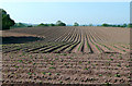 SJ7823 : Potato field near Norbury, Staffordshire by Roger  D Kidd