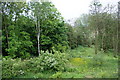 Lush foliage in Daisy Nook Country Park