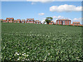 Two crops, former Green Farm, Whitnash