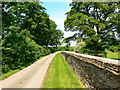 Hedge and a tree by the minor road to Steane Park, Brackley