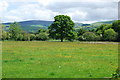 Grazing on Afon Dyfrdwy floodplain