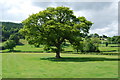 Magnificent oak tree at Pont-y-Llan