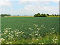 Wheat, Hinton Airfield, Charlton