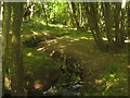 TR0435 : Stream in Park Wood by David Anstiss