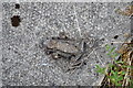 NY7088 : Dead, dry frog on the steps down to Shilling Basin by Nick Mutton 01329 000000