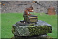 NY7187 : Red squirrel in garden at our B&B by Nick Mutton
