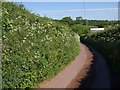 Lane to Whelmstone Barton