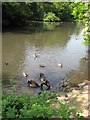 Black swans on Roath Park Lake