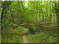 Blocked footpath towards Tilebridge Wood