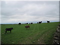 Pasture near Carnetley