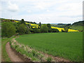 Track from Colzie towards Raemore