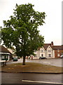 Ramsbury: large tree on The Square