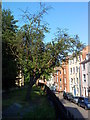 Tree in the churchyard at St. Mary