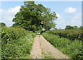 2010 : No wellies today in Hollow Marsh Lane