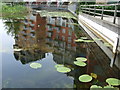 Water Lilies in reflection